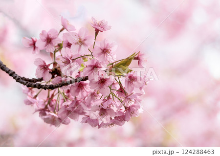初春の陽光を受けてピンクに輝く河津桜 初春の陽光を受けてピンクに輝く河津桜 124288463