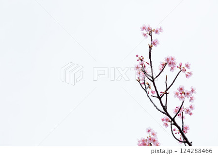 初春の陽光を受けてピンクに輝く河津桜 124288466