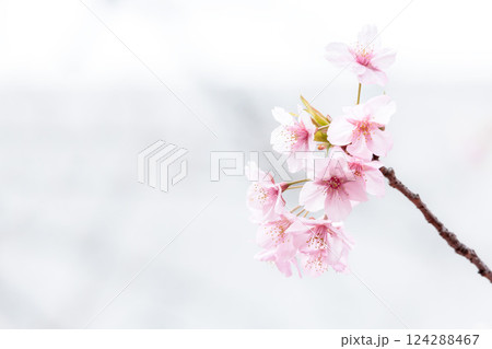 初春の陽光を受けてピンクに輝く河津桜 124288467