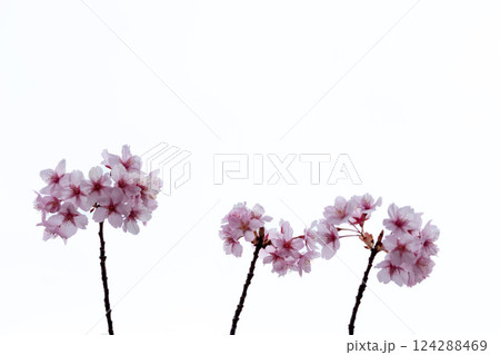 初春の陽光を受けてピンクに輝く河津桜 124288469