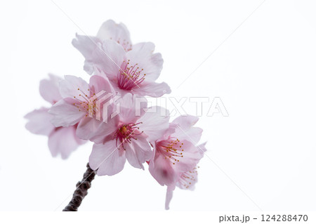 初春の陽光を受けてピンクに輝く河津桜 初春の陽光を受けてピンクに輝く河津桜 124288470