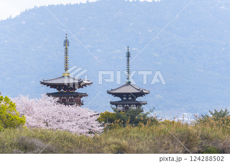 西ノ京 大池越しに眺める薬師寺の風景 満開の桜 西ノ京 大池越しに眺める薬師寺の風景 満開の桜 124288502