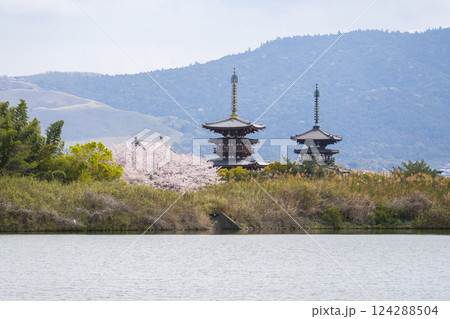 西ノ京　大池越しに眺める薬師寺の風景　満開の桜 124288504