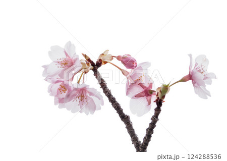 初春の陽光を受けてピンクに輝く河津桜 124288536