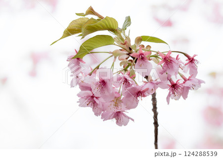 初春の陽光を受けてピンクに輝く河津桜 124288539