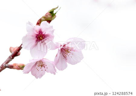 初春の陽光を受けてピンクに輝く河津桜 124288574