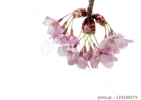 初春の陽光を受けてピンクに輝く河津桜 124288575