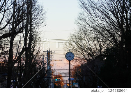 夕暮れと街路樹 124288664