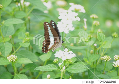 ランタナの蜜を吸うアオスジアゲハ 124288896