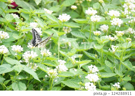 白いランタナとはばたくアゲハチョウ 124288911