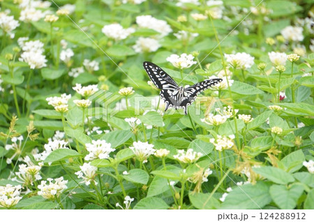 白いランタナと飛ぶアゲハチョウ 白いランタナと飛ぶアゲハチョウ 124288912