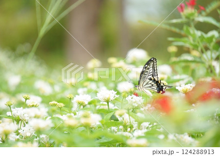 白いランタナの蜜を吸うアゲハチョウ 124288913
