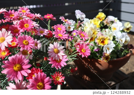 マーガレットとフリルパンジー マーガレットとフリルパンジー 124288932