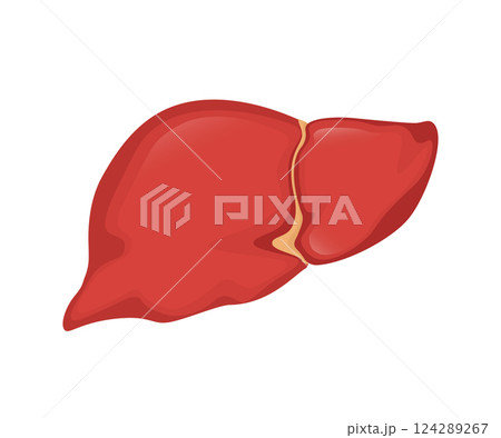 Flat illustration with liver on white background for medical design. Health care. Vector hepatic system organ, digestive gallbladder organ. 124289267