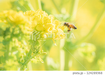 菜の花畑にミツバチ 菜の花畑にミツバチ 124289368