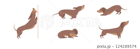 Brown Funny Dachshund Dog and Puppy in Different Pose Vector Set Brown Funny Dachshund Dog and Puppy in Different Pose Vector Set 124289574