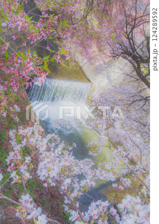 藤巻川の桜 長野県飯島町 藤巻川 124289592