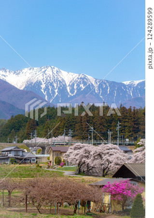 残雪の中央アルプスと里山の桜 花桃 残雪の中央アルプスと里山の桜 花桃 124289599