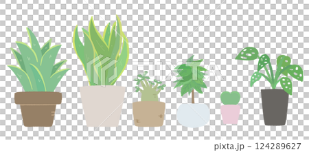 Foliage plant  124289627