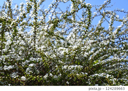 ユキヤナギ（雪柳） 124289663