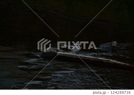 川の石を渡るキセキレイ 124289716