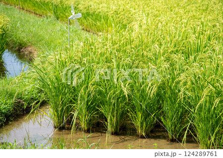 夏の稲穂【コメ増産・コメ価格高騰 イメージ素材 夏の稲穂【コメ増産・コメ価格高騰 イメージ素材 124289761