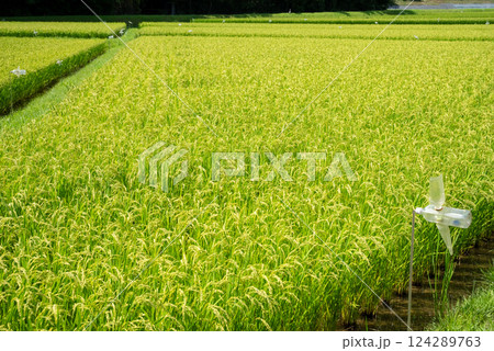 夏の稲穂【コメ増産・コメ価格高騰 イメージ素材 夏の稲穂【コメ増産・コメ価格高騰 イメージ素材 124289763