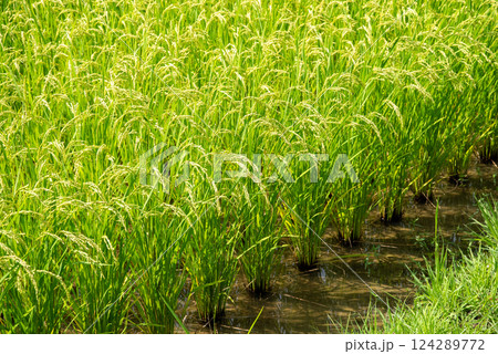 夏の稲穂【コメ増産・コメ価格高騰 イメージ素材 夏の稲穂【コメ増産・コメ価格高騰 イメージ素材 124289772