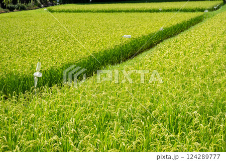 夏の稲穂【コメ増産・コメ価格高騰 イメージ素材 124289777