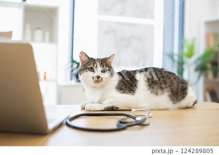 Domestic cat lying on table in veterinary clinic environment with stethoscope and equipment. Captures concept of pet healthcare, veterinary care, and animals in professional medical settings. Domestic cat lying on table in veterinary clinic environment with stethoscope and equipment. Captures concept of pet healthcare, veterinary care, and animals in professional medical settings. 124289805