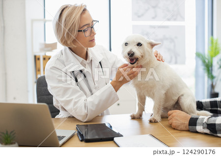 Blonde adult female veterinarian analyzing white small dog's health during examination visit in clinic. Professional medical care ensuring animal well-being. 124290176