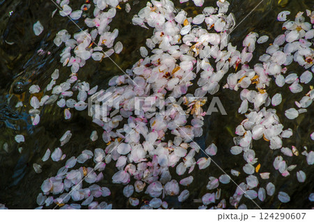 川面に舞い散る桜吹雪 長野県飯島町 藤巻川 124290607