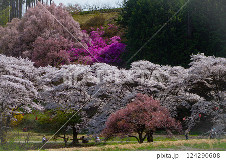 桜並木と花桃 長野県飯島町 藤巻川 桜並木と花桃 長野県飯島町 藤巻川 124290608