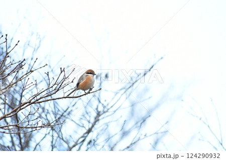 枝にとまるモズ 124290932