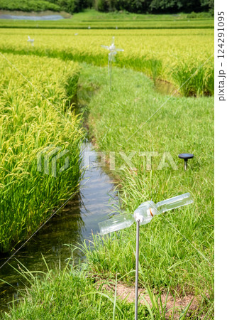 夏の稲穂【コメ増産・コメ価格高騰 イメージ素材】 124291095