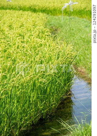 夏の稲穂【コメ増産・コメ価格高騰 イメージ素材】 夏の稲穂【コメ増産・コメ価格高騰 イメージ素材】 124291097