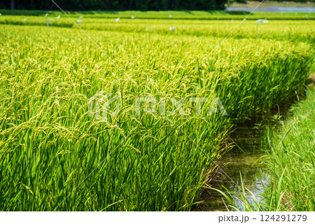 夏の稲穂【コメ増産・コメ価格高騰 イメージ素材】 夏の稲穂【コメ増産・コメ価格高騰 イメージ素材】 124291279