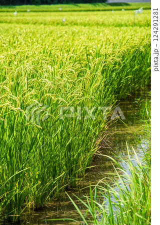 夏の稲穂【コメ増産・コメ価格高騰 イメージ素材】 124291281