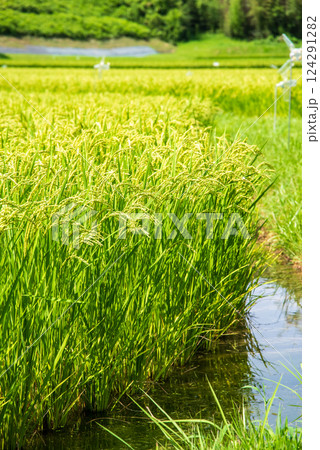 夏の稲穂【コメ増産・コメ価格高騰 イメージ素材】 夏の稲穂【コメ増産・コメ価格高騰 イメージ素材】 124291282