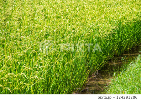 夏の稲穂【コメ増産・コメ価格高騰 イメージ素材】 124291286