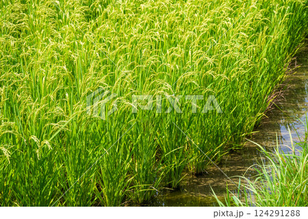 夏の稲穂【コメ増産・コメ価格高騰 イメージ素材】 124291288