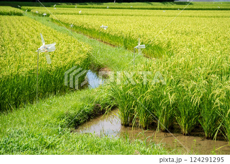 夏の稲穂【コメ増産・コメ価格高騰 イメージ素材】 夏の稲穂【コメ増産・コメ価格高騰 イメージ素材】 124291295