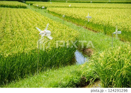 夏の稲穂【コメ増産・コメ価格高騰 イメージ素材】 124291296