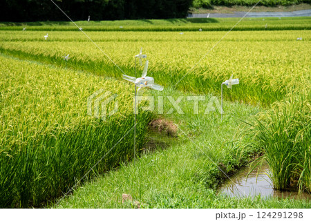 夏の稲穂【コメ増産・コメ価格高騰 イメージ素材】 124291298