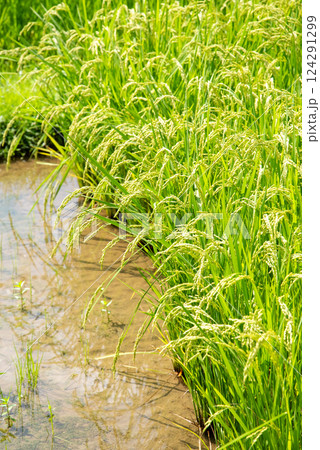 夏の稲穂【コメ増産・コメ価格高騰 イメージ素材】 夏の稲穂【コメ増産・コメ価格高騰 イメージ素材】 124291299