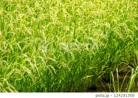 夏の稲穂【コメ増産・コメ価格高騰 イメージ素材】 夏の稲穂【コメ増産・コメ価格高騰 イメージ素材】 124291300