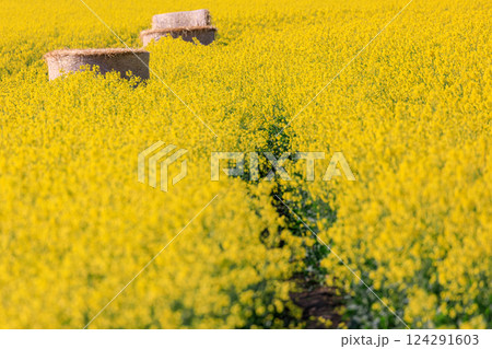 北海道安平町、黄色いじゅうたんに染まる菜の花畑と牧草ロール【5月】 北海道安平町、黄色いじゅうたんに染まる菜の花畑と牧草ロール【5月】 124291603