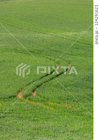 北海道安平町、新緑の季節に青々とした牧草が茂る丘【5月】 124291623