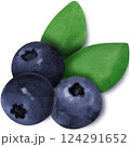 Blueberry drawing  124291652