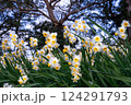 水仙の花 124291793